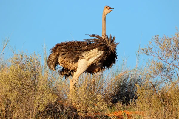 Vrouwelijke struisvogel — Stockfoto