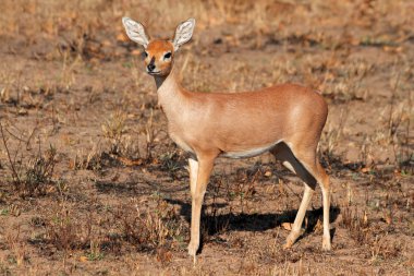 steenbok antilopu