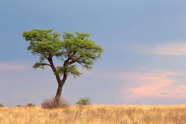 Африканское дерево акации — стоковое фото