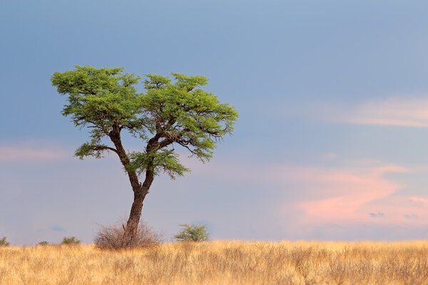Landscape with a camelthorn Acacia tree (Acacia erioloba), Kalahari desert, South Africa