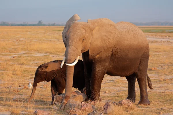 Afrikansk elefant med kalv — Stockfoto
