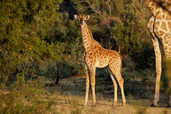 Bebé jirafa —  Fotos de Stock