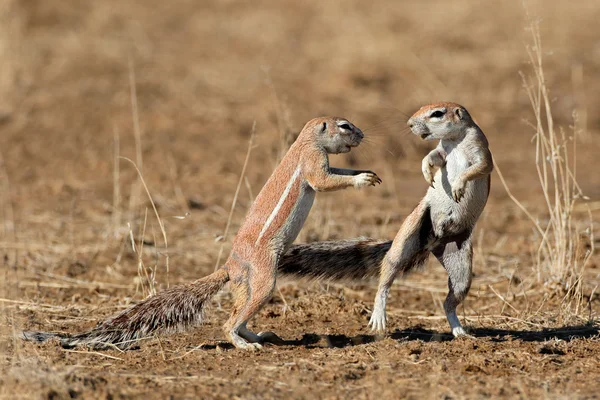 Playing ground squirrels — Stock Photo, Image
