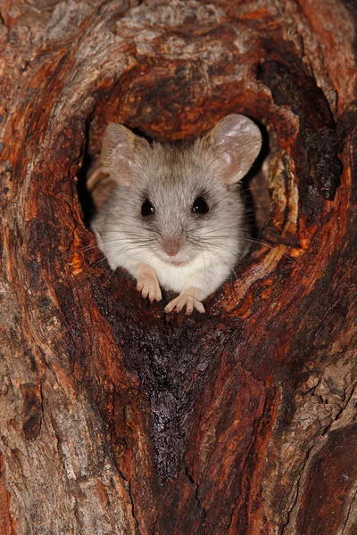 Acacia tree rat — Stock Photo, Image