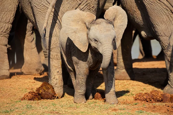 Copil elefant african — Fotografie, imagine de stoc