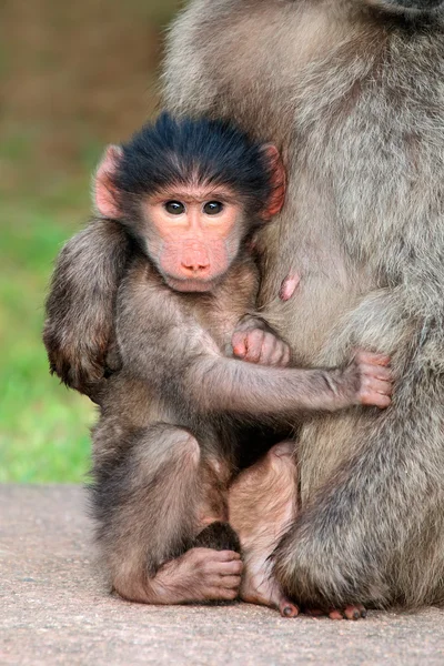 Babuíno chacma bebê — Fotografia de Stock