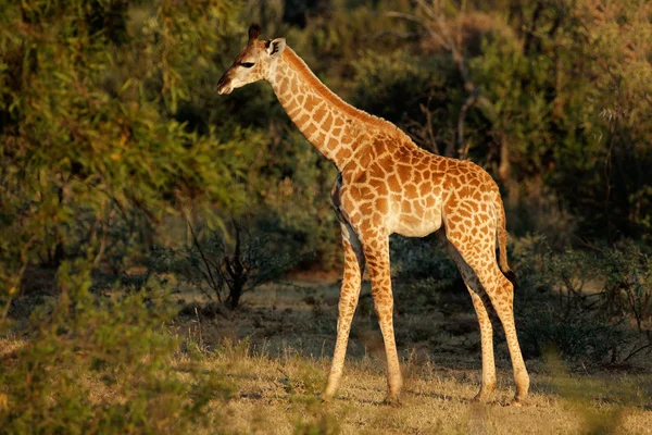 Girafa bebé — Fotografia de Stock