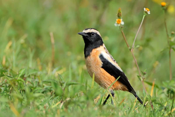 Buffstreaked chat — Stock Photo, Image