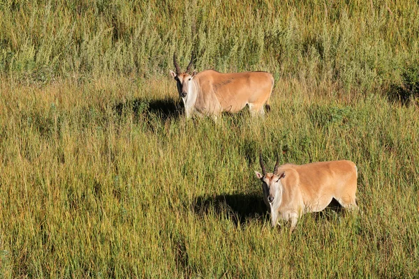 Eland antilopy v louky — Stock fotografie