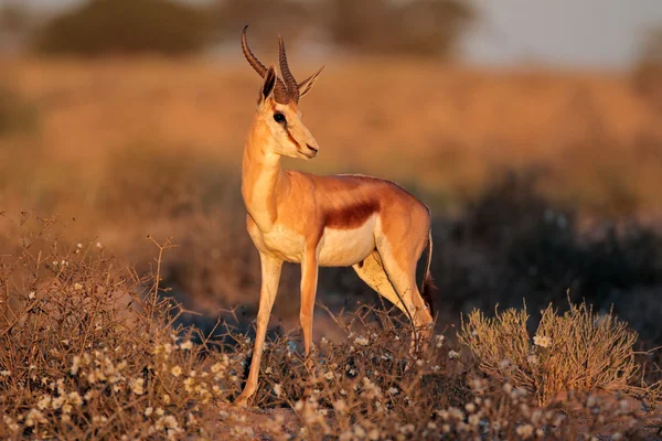 SPRINGBOCK antilop — Stockfoto