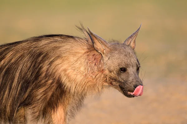 Bruine hyena portret — Stockfoto