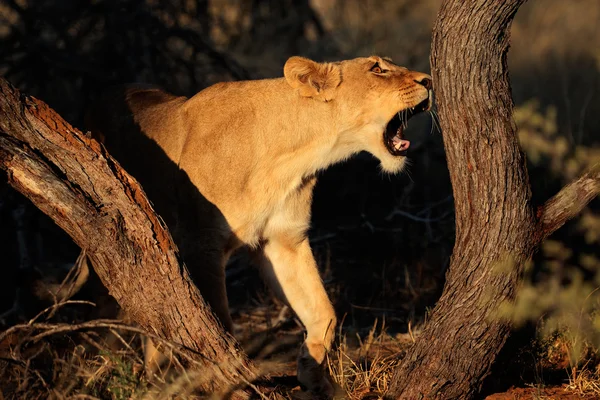 Lioness — Stock Photo, Image