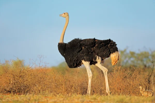 Strauß mit Küken — Stockfoto