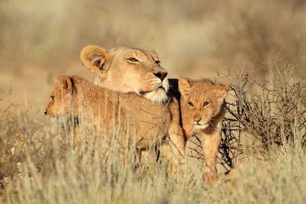 Lioness with cubs — Stock Photo, Image