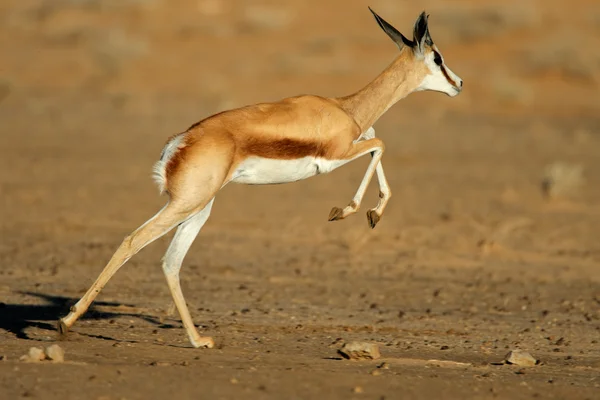 Correndo springbok antílope — Fotografia de Stock