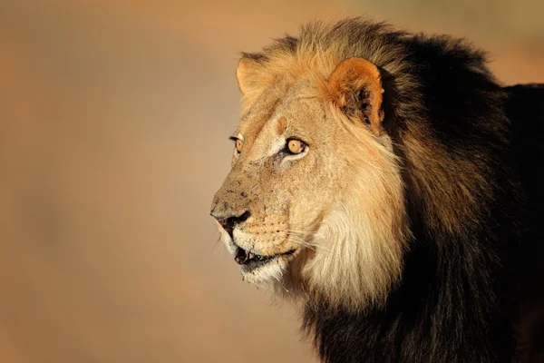 African lion portrait Stock Picture