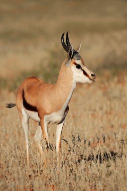 Springbok antilop