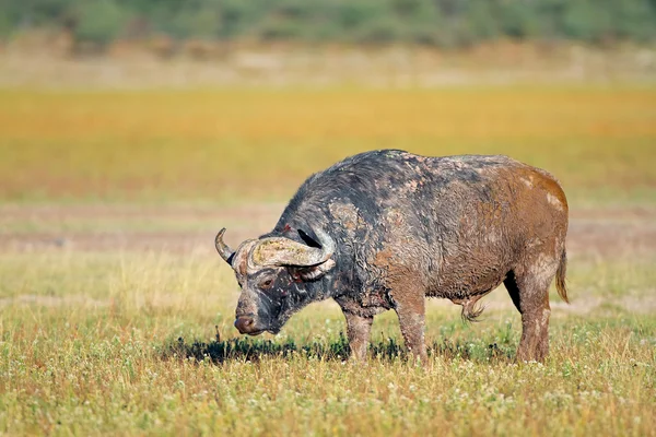 Buvol africký — Stock fotografie