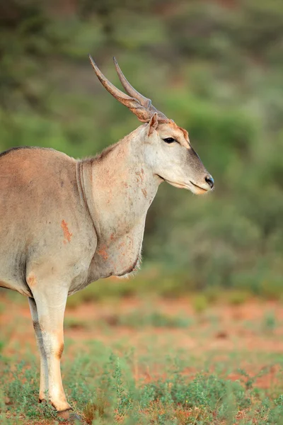 Eland antelope — Stockfoto