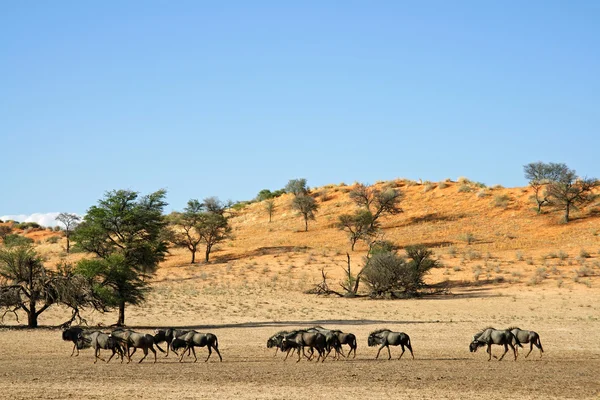 Doğal yaşam alanı içinde mavi wildebeest — Stok fotoğraf