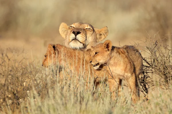 Leonessa con cuccioli — Foto Stock