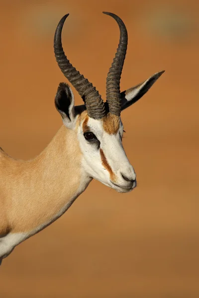 Springbok antelope portrait — Stock Photo, Image