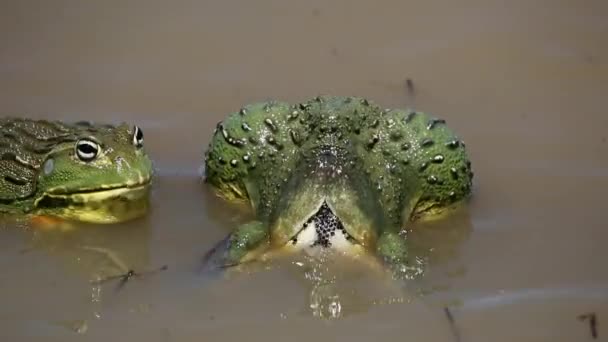 Ranas toro gigantes africanas poniendo huevos — Vídeo de stock