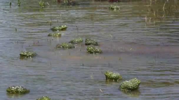 Parning afrikanska jätte bullfrogs — Stockvideo
