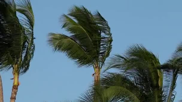 Palmeras en el viento — Vídeos de Stock