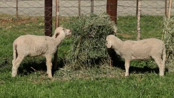 Merino schapen lammeren — Stockvideo