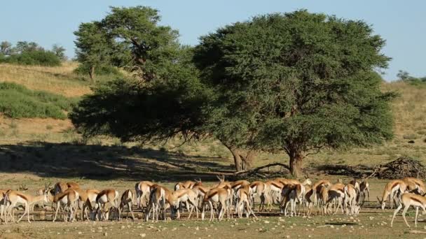 Antilopes Springbok au point d'eau — Video