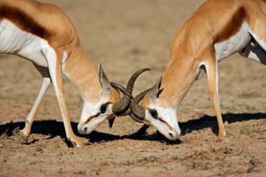 Fighting springbok antelopes clipart