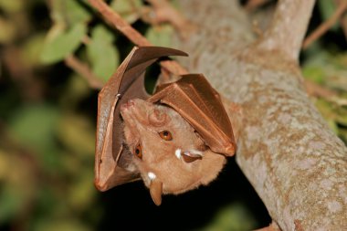 Gambian epauletted fruit bat clipart