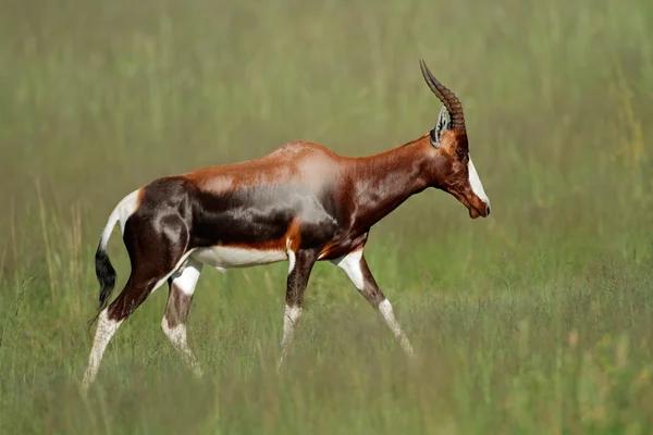 Bontebok antelope — Stockfoto