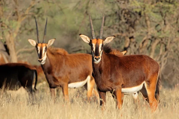 Sable antelopes — Stock Photo, Image