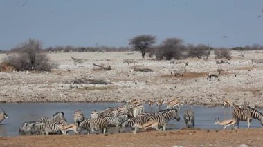 etkin su birikintisinin