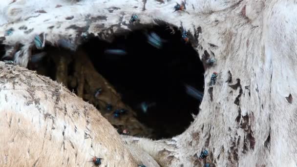 Blow flies on a carcass — Stock Video