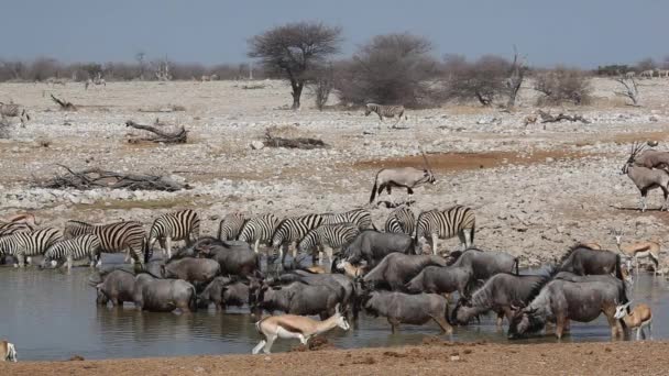 Agujero de agua Etosha — Vídeo de stock