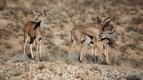 Kudu antelopes — Stock Video