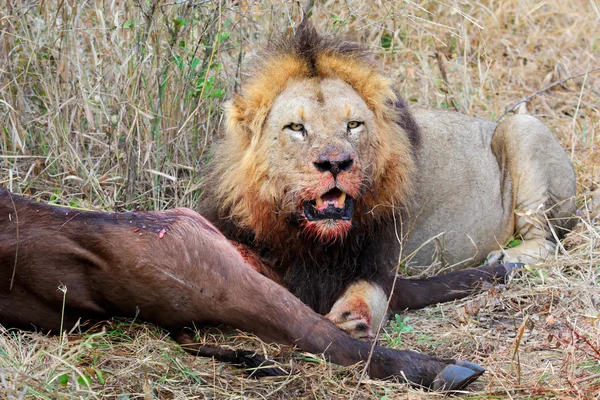 African lion with prey — Stock Photo, Image