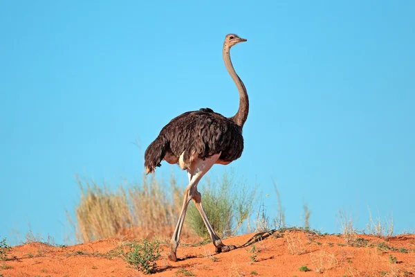 Straußenweibchen — Stockfoto