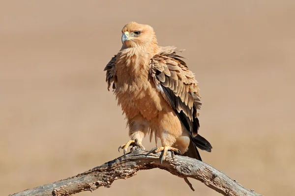 Tawny eagle — Stock Photo, Image