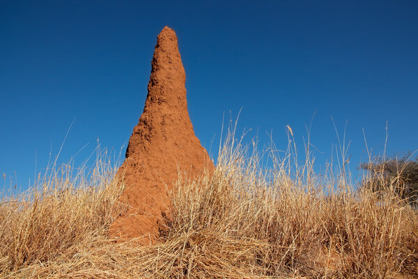 Термитный курган
