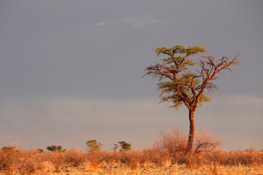 Afrika akasya ağacı
