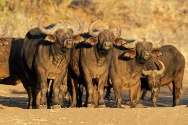 African buffaloes clipart
