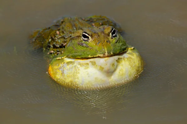 Afrikanischer Riesenbullfrosch — Stockfoto