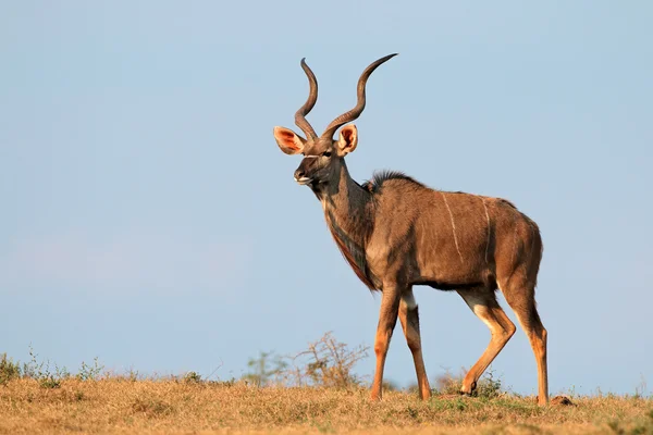 Antylopa kudu — Zdjęcie stockowe