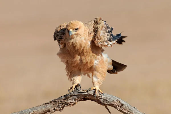 Águila Tawny — Foto de Stock