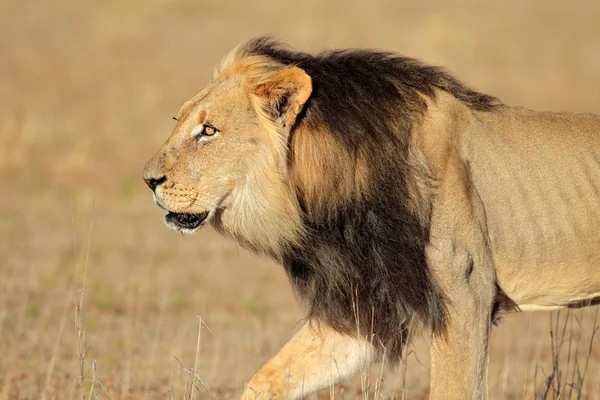 Ходьба Африканський лев — стокове фото