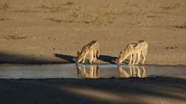 Kara sırtlı çakal içme